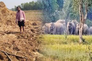 рмЪрм╛рм╖рнАрмЩрнНрмХрнБ рмирм╛рмХрнЗрмжрмо рмХрм▓рм╛рмгрм┐ рнзрнж рмЯрм┐рмХрм┐рмЖ рм╣рм╛рмдрнА рмкрм▓