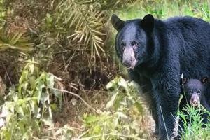 ନୀଳଗିରିରେ ଭାଲୁ ଆତଙ୍କ, ଆକ୍ରମଣରେ ୩ଗୁରୁତର