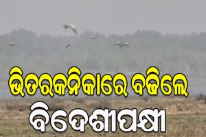 ଭିତରକନିକାରେ ବଢିଲେ ବିଦେଶୀପକ୍ଷୀ, ଗତବର୍ଷ ଠାରୁ ୧୯୩ ପକ୍ଷୀ ଅଧିକ…