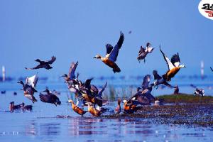 ରାଜ୍ୟରେ ଜାନୁଆରୀ ୬ରୁ ଆରମ୍ଭ ହେବ ପକ୍ଷୀ ଗଣନା....