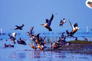 рмЖрм╕рм┐рм▓рм╛ рмЪрм┐рм▓рм┐рмХрм╛ рмкрмХрнНрм╖рнА рмЧрмгрмирм╛ рм░рм┐рмкрнЛрм░рнНрмЯ: рмЪрм┐рм▓рм┐рмХрм╛рм░рнЗ рнзрнз рм▓рмХрнНрм╖ рнирнн рм╣рмЬрм╛рм░ рнирнирнормкрмХрнНрм╖рнА, рмжрнЗрм╢рнА-рммрм┐рмжрнЗрм╢рнАрмЩрнНрмХ рм╕рмВрмЦрнНрнЯрм╛ рм╣рнНрм░рм╛рм╕