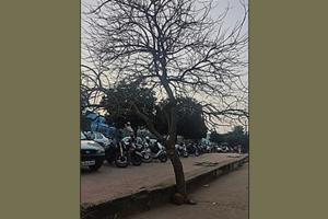 ବୃକ୍ଷମାନଙ୍କ ପ୍ରତି ସମ୍ବେଦନଶୀଳତା ପ୍ରକାଶ ପାଉ: ଡ଼. ଜୟକୃଷ୍ଣ ପାଣିଗ୍ରାହୀ