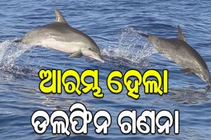 ସାତପଡ଼ା ଚିଲିକାରେ ଆରମ୍ଭ ହେଲା ଡଲଫିନ ଗଣନା, ୧୮ ଟିମ୍ ସାମିଲ
