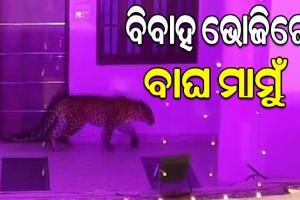 ବିବାହ ଭୋଜିରେ ପଶି ଆସିଲା ବାଘ, ଜୀବନ ବିକଳରେ ଦୌଡିଲେ ବର-କନିଆ