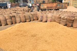 ଧାନ ସଂଗ୍ରହ: ଉପାନ୍ତରୁ ଉପକୂଳ ସୀମା ଟପିଛି ଅବ୍ୟବସ୍ଥା