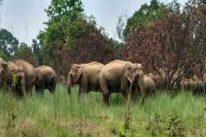 ହାତୀ ମଣିଷ ଲଢେ଼ଇରେ ଗଡୁଛି ମଣିଷ ମୁଣ୍ଡ; ତିନି ବର୍ଷରେ ଗଲାଣି ୪୪୩ ଜଣଙ୍କ ଜୀବନ