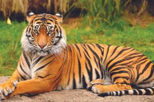 ଶିମିଳିପାଳରେ ବାଘ ଗଣନା ପ୍ରକ୍ରିୟା ଆରମ୍ଭ