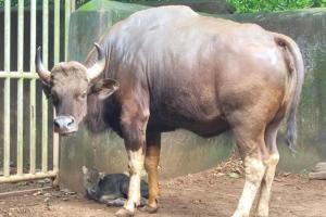 ନନ୍ଦନକାନନରେ ନୂଆ ଅତିଥି, ୭ରେ ପହଞ୍ଚିଲା ଗୟଳଙ୍କ ସଂଖ୍ୟା…..