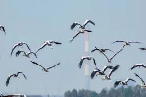  ଆସନ୍ତା ୩୦ ତାରିଖରୁ ଭିତରକନିକାରେ ପକ୍ଷୀ ଗଣନା…..