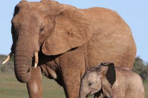 рмЖрмЬрм┐ рммрм┐рм╢рнНрн▒ рм╣рм╕рнНрмдрнА рмжрм┐рммрм╕; рмУрмбрм╝рм┐рм╢рм╛ рмжрмирнНрмдрм╛рмЩрнНрмХрнБ рмкрнЗрмЯ рмЪрм┐рмирнНрмдрм╛, рмУрмбрм╝рм┐рм╢рм╛ рмжрмирнНрмдрм╛рмЩрнНрмХрнБ рмкрнЗрмЯ рмЪрм┐рмирнНрмдрм╛