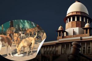 рмЖрм╢рнНрм░рнЯ рмЧрнГрм╣рм░рнБ рморнБрмХрнБрм│рм┐рммрнЗ рммрнБрм▓рм╛ рмХрнБрмХрнБрм░, рм╕рм░рнНрммрм╕рм╛рмзрм╛рм░рмг рм╕рнНрмерм╛рмирм░рнЗ рмкрм╛рмЧрм│ рмХрнБрмХрнБрм░рмЩрнНрмХрнБ рмЦрм╛рмЗрммрм╛рмХрнБ рмжрнЗрммрм╛ рмирм┐рм╖рнЗрмзтАж