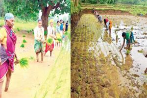 ବେଦାନ୍ତ ଲାଞ୍ଜିଗଡ଼ ପ୍ରୋଜେକ୍ଟ ‘ସଙ୍ଗମ’ ଜରିଆରେ କଳାହାଣ୍ଡିରେ ଧାନ ଉତ୍ପାଦନ ବୃଦ୍ଧି କୌଶଳକୁ ପ୍ରୋତ୍ସାହିତ କରୁଛି