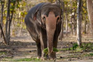 ‘ମାଧୁରୀ’କୁ ନେଇ ବନତାରା ପକ୍ଷରୁ ସ୍ପଷ୍ଟୋକ୍ତି: ହାତୀ ମାଧୁରୀ ନନ୍ଦିନୀ ମଠକୁ ଫେରିବାରେ ସୁପ୍ରିମକୋର୍ଟରେ ସାଥ ଦେବ ବନତାରା….