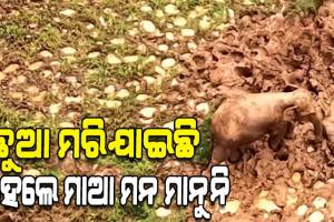 ମା’ ପ୍ରେମ ଏମିତି...ନବଜାତ ହାତୀ ଶବକୁ ଜଗି ରହିଲା ମା’