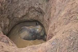 କୂଅକୁ ଖସିପଡ଼ିଲା ହାତୀ, ୨ଘଣ୍ଟାର ଉଦ୍ୟମ ପରେ ଉଦ୍ଧାର କଲେ ବନ ବିଭାଗ ଓ ଅଗ୍ନିଶମ ବାହିନୀ