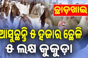 ଗୁରୁବାର ମାଡ଼ଖାଇବ; ଶୁକ୍ରବାର ହେବ ଛାଡ଼ ଭିଡ଼: ଆସୁଛନ୍ତି ୫ ହଜାର ଛେଳି, ୫ ଲକ୍ଷ କୁକୁଡ଼ା...