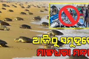 ଆଜିଠୁ ସମୁଦ୍ରରେ ମାଛଧରା ନିଷେଧ, ଅଲିଭ୍‌ରିଡଲେ କଇଁଛଙ୍କ ପ୍ରଜନନ ପାଇଁ ୭ ମାସ କଟକଣା ଜାରି