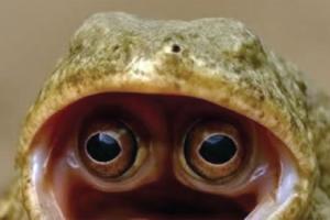 ବିରଳ ବେଙ୍ଗ: ପାଟିରେ ଦେଖେ ଦୁନିଆ