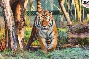 ଶିମିଳିପାଳରେ ଆଜିଠୁ ପ୍ରଥମ ପର୍ଯ୍ୟାୟ ବାଘ ଗଣନା ଆରମ୍ଭ...