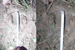 ପାଟଣା ରେଞ୍ଜରେ ମହାବଳ ବାଘର ପାଦ ଚିହ୍ନ ଠାବ, ଜଙ୍ଗଲରେ ଲାଗିଲା ୩୫ଟି ଟ୍ରାପ କ୍ୟାମେରା...