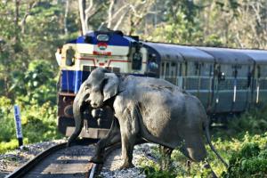 ଟ୍ରାକ୍ ପାର୍ ହେଉଥିବା ବେଳେ ହାତୀପଲଙ୍କୁ ଧକ୍କାଦେଲା ରାଜଧାନୀ ଏକ୍ସପ୍ରେସ୍; ୮ ହାତୀ ମୃତ, ଇଞ୍ଜିନ୍ ସମେତ ୫ଟି କୋଚ୍ ଲାଇନଚ୍ୟୁତ