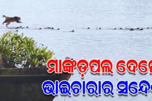 ଭାଇଚାରାର ସନ୍ଦେଶ ଦେଲେ ମାଙ୍କଡ଼ପଲ: ନଦୀ କୂଳରୁ ମାଙ୍କଡ଼କୁ ଝାମ୍ପିନେଲା କୁମ୍ଭୀର, ଉଦ୍ଧାର ପାଇଁ ନଦୀକୁ ଡେଇଁଲେ ସବୁ ମାଙ୍କଡ଼