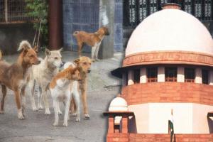 କୁକୁର କେତେବେଳେ କାମୁଡ଼ିବ ଜାଣିବା ଅସମ୍ଭବ, ରାସ୍ତା କୁକୁର ମୁକ୍ତ ହେବା ଦରକାର: ସୁପ୍ରିମକୋର୍ଟ