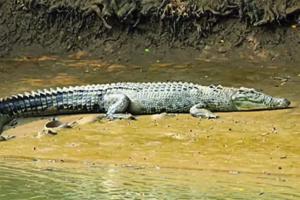 ଶିମିଳିପାଳରେ କୁମ୍ଭୀର ସଂଖ୍ୟା ୮୪କୁ ବୃଦ୍ଧି, ଗତବର୍ଷଠୁ ୩ଟି ବଢିଥିବା ସୂଚନା