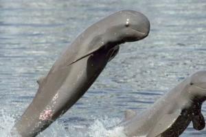 ଆସନ୍ତାକାଲିଠାରୁ ୩ ଦିନ ପର୍ଯ୍ୟନ୍ତ ଚିଲିକାରେ ହେବ ଡଲଫିନ୍ ଗଣନା