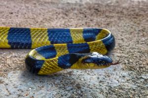 ସାପକୁ ବେକରେ ପକାଇ ବାହାଦୁରି ଦେଖାଉଥିଲେ ଯୁବକ, ଚୋଟ ଖାଇ ମେଡିକାଲରେ ଭର୍ତ୍ତି ହେଲେ