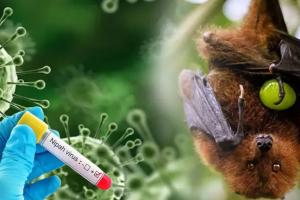 ନିପା ଭାଇରସକୁ ନେଇ ଓଡ଼ିଶା ବର୍ତ୍ତମାନ ଭୟ କରିବା ଦରକାର ନାହିଁ: ଜନସ୍ଵାସ୍ଥ୍ୟ ନିର୍ଦ୍ଦେଶକ