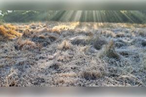 ଶିମିଳିପାଳରେ ହାଡ଼ଭଙ୍ଗା ଶୀତ: ୧୩ ବର୍ଷର ରେକର୍ଡ ଭାଙ୍ଗିଲା, ତାପମାତ୍ରା ମାଇନସ୍ ୧ ଡିଗ୍ରୀ