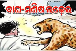 ମଣିଷ ସହ ଲଢ଼େଇରେ କଲରାପତରିଆ ବାଘର ମୃତ୍ୟୁ, ଯୁବକ ଗୁରୁତର