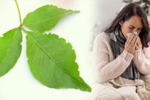 କେବଳ ପୂଜା ନୁହେଁ, ସ୍ୱାସ୍ଥ୍ୟ ପାଇଁ ମଧ୍ୟ ବରଦାନ ‘ବେଲ ପତ୍ର’; ଜାଣନ୍ତୁ ବ୍ୟବହାର କରିବାର ୫ଟି ଉପାୟ