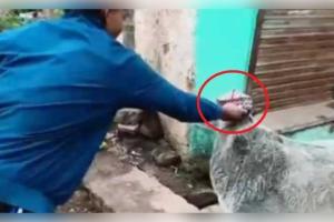 ଗୋମାତାଙ୍କୁ ପିନ୍ଧାଇଲେ ଟୋପି, ଲେଖିଲେ 'ସେହେରୀ ପରେ ମସ୍ତି': ଭିଡିଓ ଭାଇରାଲ ପରେ ମଧ୍ୟପ୍ରଦେଶରେ ତୁମୁଳକାଣ୍ଡ