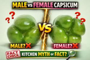 Viral Video: ବଜାରରୁ ଆଣୁଥିବା ୩ ଓ ୪ ପାଖୁଡ଼ା କ୍ୟାପସିକର ରହସ୍ୟ? ଜାଣନ୍ତୁ ଏହି ଭାଇରାଲ୍ ଦାବିର ସତ୍ୟତା