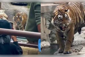 ମହାବଳ ବାଘକୁ ଘେରିଗଲେ ପର୍ଯ୍ୟଟକ, ଭାଇରାଲ ଭିଡିଓ ଦେଖି ଲୋକେ କ୍ଷୁବ୍ଧ