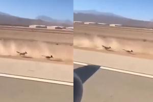 ସତ ହେଲା କାର୍ଟୁନ୍ ଦୃଶ୍ୟ! ଏୟାରପୋର୍ଟ ରନୱେରେ ରୋଡ୍‌ରନର ପଛରେ ଗୋଡ଼ାଇଲା କୋୟୋଟ୍, ଦେଖନ୍ତୁ ମଜାଦାର ଭିଡିଓ