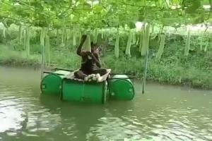 Viral Video: ତଳେ ମାଛ, ଉପରେ ଲାଉ: ସୁନ୍ଦରଗଡ଼ ଚାଷୀଙ୍କ 'ସ୍ମାର୍ଟ ଫାର୍ମିଂ'