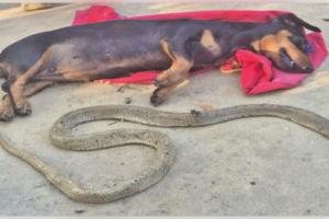 ଘରେ ପଶୁଥିଲା ନାଗ ସାପ, ଦେଖିଦେଲା ପୋଷା କୁକୁର; ଲଢେଇରେ ଚାଲିଗଲା ଉଭୟଙ୍କ ଜୀବନ 