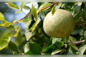 ସ୍ୱାସ୍ଥ୍ୟ ପାଇଁ ବରଦାନ 'ବେଲ ପତ୍ର', ଜାଣନ୍ତୁ ଏହାର ଆଶ୍ଚର୍ଯ୍ୟଜନକ ଔଷଧୀୟ ଗୁଣ