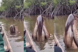 ସୋସିଆଲ ମିଡିଆରେ ଭାଇରାଲ ‘ମ୍ୟାନଗ୍ରୋଭ ମନଷ୍ଟର’ ଭିଡିଓର ସତ୍ୟତା; ଜାଣନ୍ତୁ କ’ଣ ଏହି ବିଚିତ୍ର ଜୀବ?