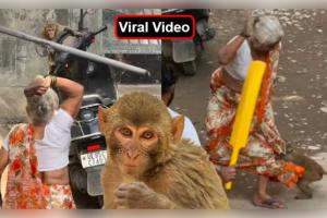 ଦିଲ୍ଲୀରେ ବୃଦ୍ଧା ଏବଂ ମାଙ୍କଡ଼ ମଧ୍ୟରେ ସଂଘର୍ଷର ଭିଡିଓ ଭାଇରାଲ: ୧୩୩ ନିୟୁତରୁ ଅଧିକ ଭ୍ୟୁଜ୍ ସହ କାହାର ଭୁଲ୍ ସେ ନେଇ ତୀବ୍ର ଚର୍ଚ୍ଚା