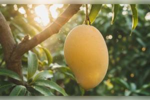 ବିଶ୍ୱର ସବୁଠାରୁ ଦାମୀ ଆମ୍ବ: କିଲୋଗ୍ରାମ ପିଛା ମୂଲ୍ୟ ୩ ଲକ୍ଷ ଟଙ୍କା, ଜାଣନ୍ତୁ 'ମିୟାଜାକି' ଆମ୍ବର ବିଶେଷତ୍ୱ