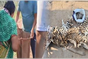 ଚିତାବାଘ ଛାଲ ଓ ବଜ୍ରକାପ୍ତା କାତି ଚାଲାଣ ଅଭିଯୋଗରେ ମା-ପୁଅ ଗିରଫ