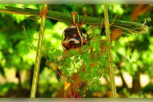 ପଣା ସଂକ୍ରାନ୍ତିରେ 'ବସୁନ୍ଧରା ଠେକି'ର ମହତ୍ତ୍ୱ: ଜାଣନ୍ତୁ ଓଡ଼ିଆ ପରମ୍ପରାରେ କାହିଁକି ରହିଛି ଏହାର ସ୍ୱତନ୍ତ୍ର ସ୍ଥାନ