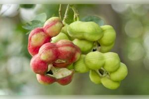 ଜଙ୍ଗଲ ଜିଲାପି ଖାଇଲେ କ'ଣ ହୁଏ? ଜାଣନ୍ତୁ ଏହାର ଚମତ୍କାରୀ ସ୍ୱାସ୍ଥ୍ୟ ଉପକାରିତା