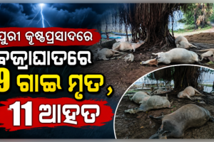 ପୁରୀ କୃଷ୍ଣପ୍ରସାଦରେ ଅଭାବନୀୟ ଘଟଣା: ବଜ୍ରାଘାତରେ ୯ ଗାଈ ମୃତ, ୧୧ ଆହତ
