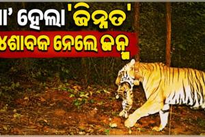 ଶିମିଳିପାଳରୁ ଆସିଲା ଖୁସି ଖବର: ବାଘୁଣୀ ଜିନ୍ନତ ହେଲା ମା', ୪ଶାବକଙ୍କୁ ଦେଲା ଜନ୍ମ