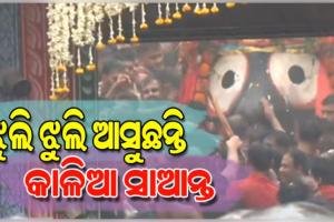 ଝୁଲି ଝୁଲି ବଡ଼ଦାଣ୍ଡକୁ ଆସୁଛନ୍ତି ମହାବାହୁ; ନନ୍ଦିଘୋଷ ରଥରେ ବସି ମାଉସୀ ଘରକୁ ଯିବେ କାଳିଆ ସାଆନ୍ତ 